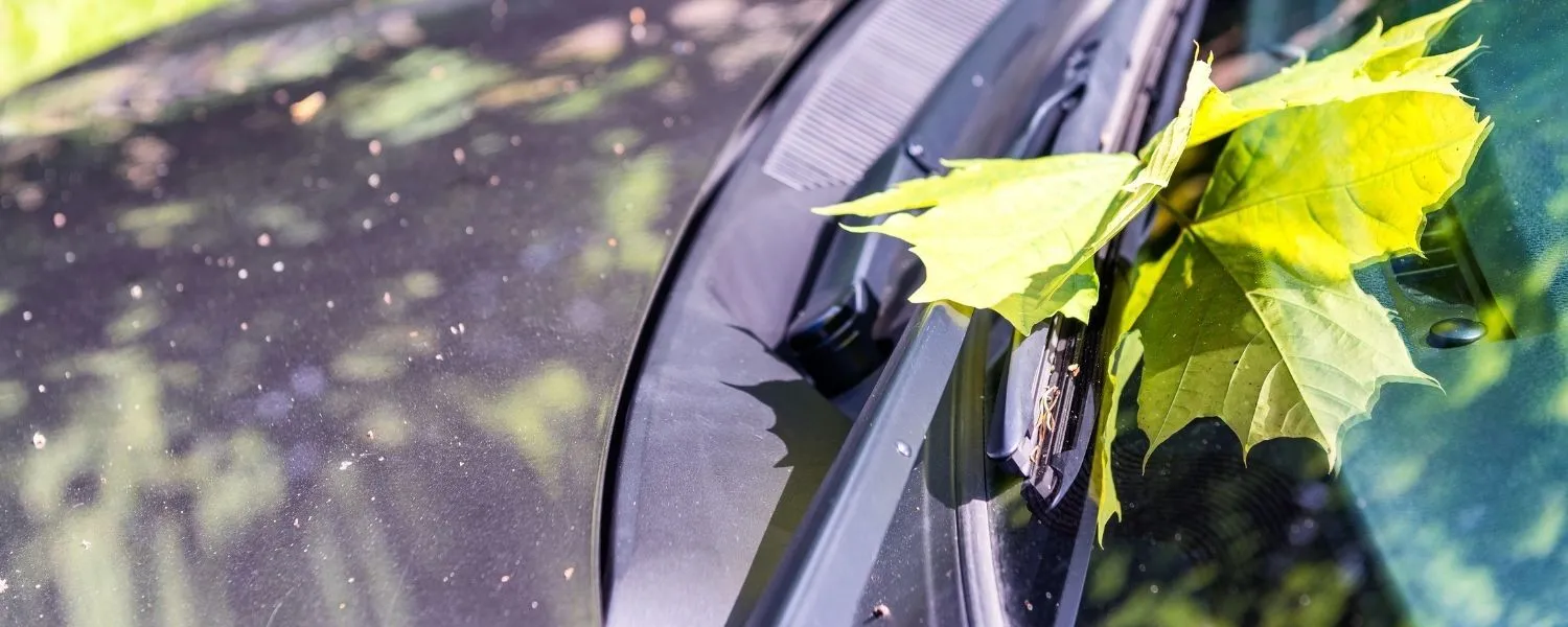 Tips to Fix Windshield/Auto Glass Scratches Surge Auto Glass